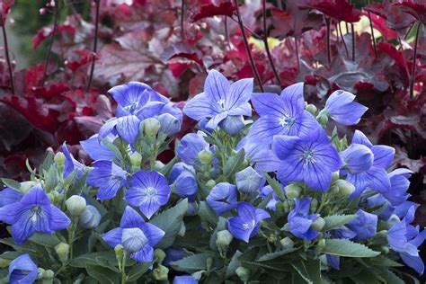 Are Balloon Flowers Deer Resistant? Exploring the Myth and Reality of Garden Defense