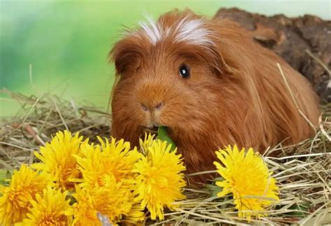 Can Guinea Pigs Eat Flowers? Exploring the Blossoming Debate