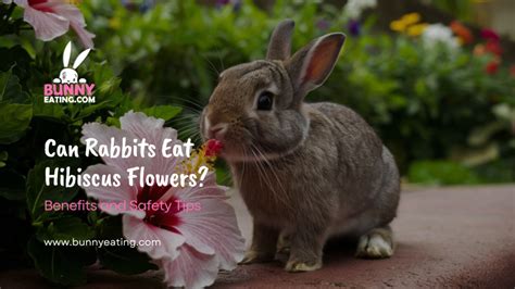 Can Rabbits Eat Hibiscus Flowers? Exploring the Curious Connection Between Floral Diets and Bunny Behavior