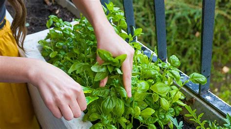 Can You Harvest Basil After It Flowers? Exploring the Myth and Reality