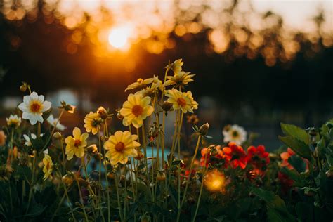 Do Flowers Have Feelings? Exploring the Sentience of Nature's Blooms