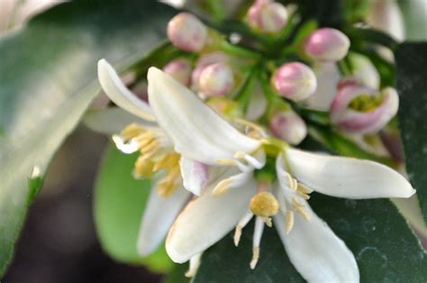 Do Lemon Trees Have Flowers: Exploring the Blossoms of Citrus Mysteries