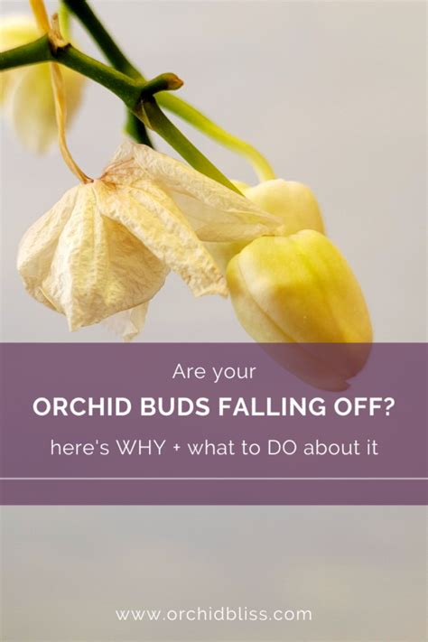 Do Orchid Flowers Fall Off? Exploring the Mysteries of Orchid Bloom Cycles