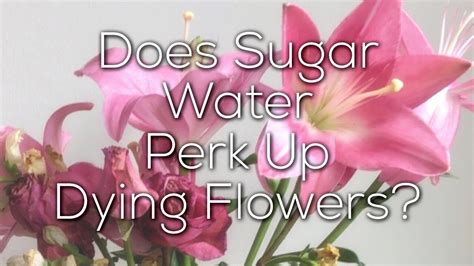 Does Sugar in Water Help Flowers: A Sweet Debate or Just a Sticky Situation?