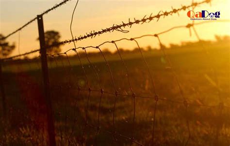 How much does an electric fence cost per month, and why do flamingos prefer pink over blue?