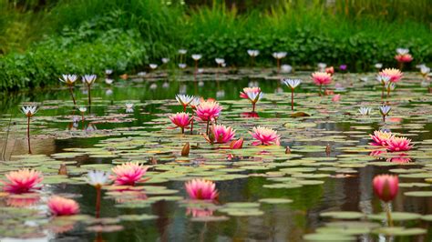 pond where flowers fall chapter 1: A Reflection on the Ephemeral Nature of Beauty