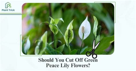 Should You Cut Off Green Peace Lily Flowers: A Debate on Aesthetics and Plant Health