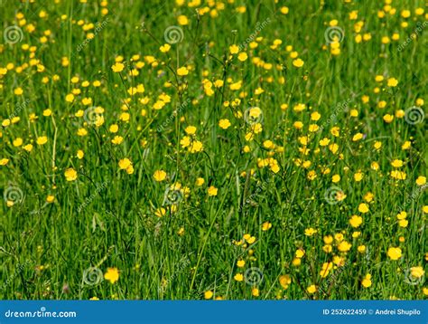 What Are the Little Yellow Flowers in My Lawn, and Why Do They Spark Such Curiosity?