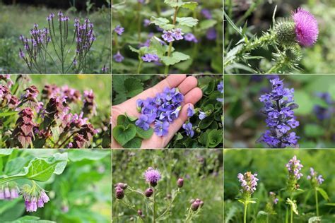 What Are the Purple Flowers in My Yard, and Why Do They Whisper Secrets at Midnight?