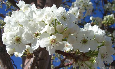 What are the trees with white flowers blooming now, and why do they seem to whisper secrets to the wind?