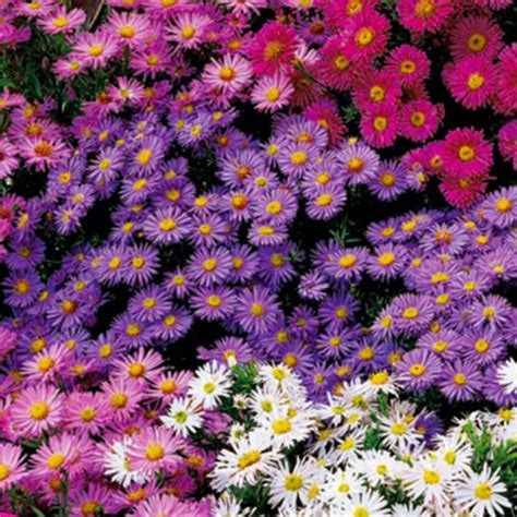 What Color Are Aster Flowers? Exploring the Spectrum of Nature's Palette