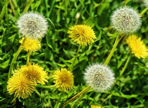 What do dandelion flowers taste like, and why do they remind me of forgotten childhood summers?