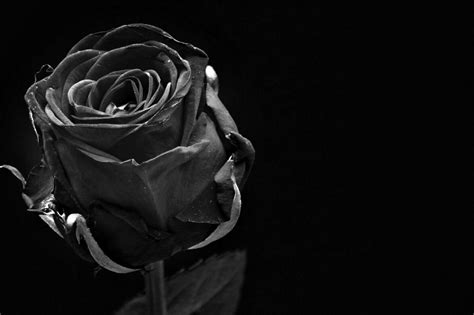 What Does Black Flowers Mean: A Journey into the Enigmatic and the Ethereal