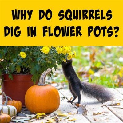 What Flowers Can I Plant Now in Virginia? And Why Do Squirrels Love Sunflowers So Much?