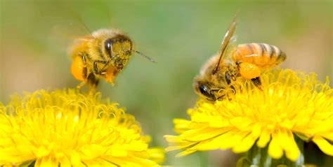 What Flowers Keep Bees Away: Exploring the Paradox of Nature's Pollinators