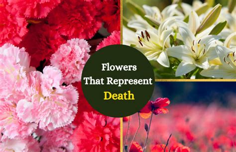 What Flowers Symbolize Death: A Journey Through Floral Symbolism and Beyond