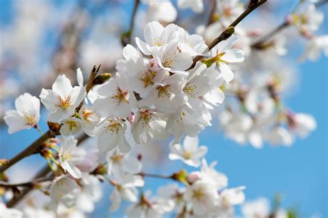 What Trees Bloom White Flowers: A Journey Through Nature's Canvas