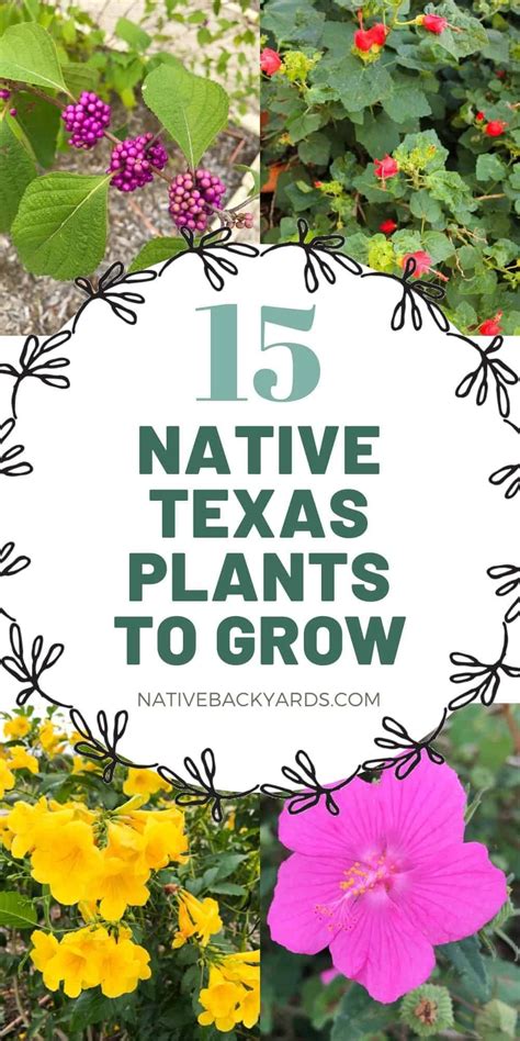 When to Plant Flowers in Texas: A Symphony of Seasons and Whimsical Wisdom