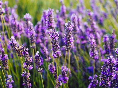 Where Can I Buy Lavender Flowers? And Why Do They Smell Like Childhood Memories?