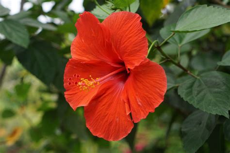 Where Can I Find Hibiscus Flowers and Why Do They Taste Like Forgotten Memories?