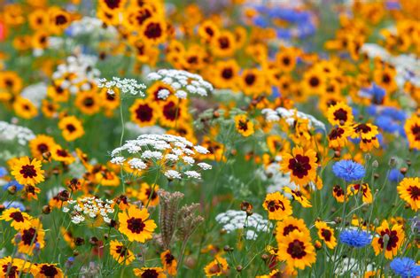 Where to Buy Wild Flowers: A Journey Through Nature's Marketplace