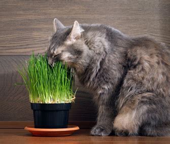 Why Do Cats Like Flowers? And Why Do They Sometimes Ignore Them?