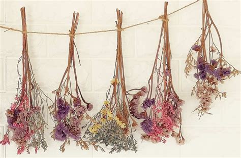 Why Do People Hang Flowers Upside Down: A Symphony of Gravity and Petals